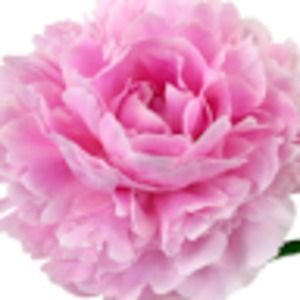 Meet your Posher, Sally